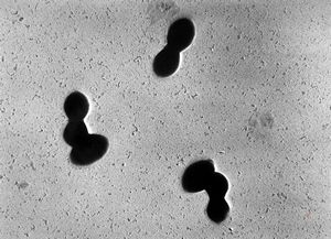 Pneumococcus Pneumococcus